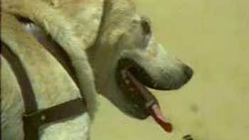 Attention Filmmakers! Censor Board will be More Strict on Usage of Animals