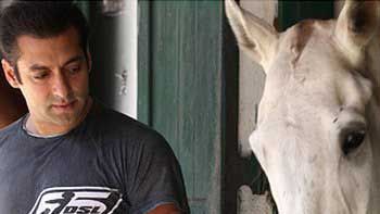 Salman Khan Names Horses After His Film 'Bajrangi Bhaijaan'