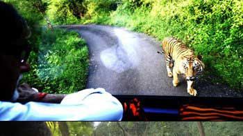 Big B was chased by the Big Cat!