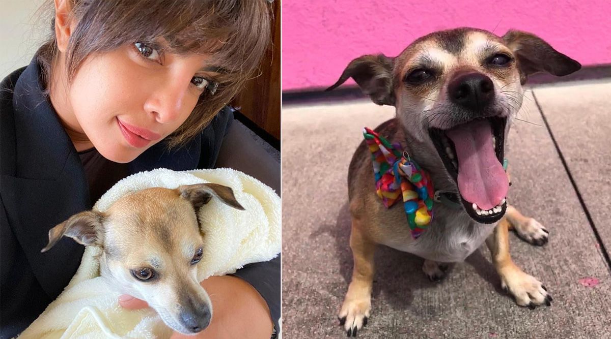 Priyanka Chopra sends the cutest birthday greeting to her pet dog Diana